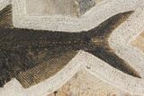 Fossil Fish (Diplomystus) From Wyoming #144209-3